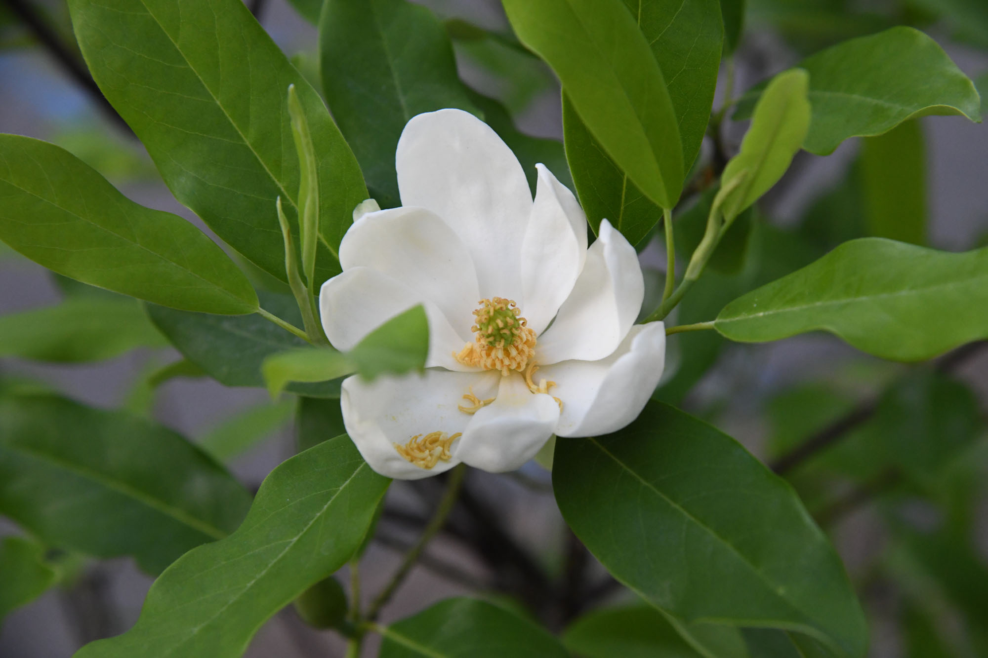 Sweetbay Magnolia | Shelby Arboretum